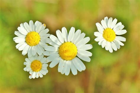 All You Need to Know About Growing an Enchanting Chamomile Plant ...