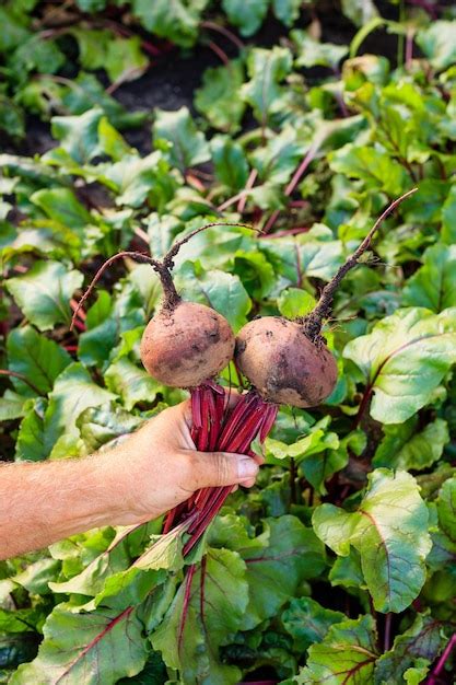 Harvesting Beets Images - Free Download on Freepik