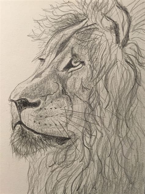 Pencil drawing/sketch of lion | Animal articles, Animal drawings, Drawings