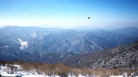 The Snowy Spectacle Of The Taebaek Mountains