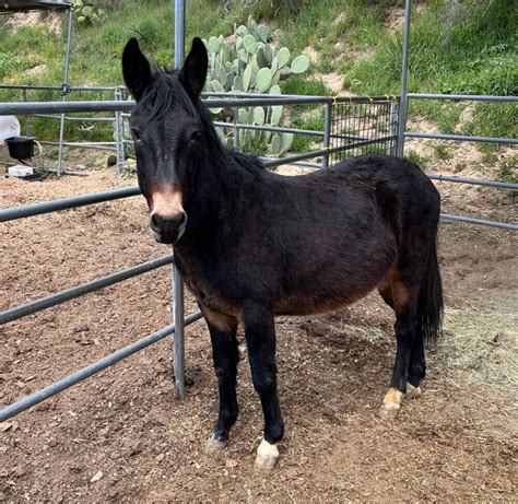 For Adoption: Abe the Mule - Hanaeleh Horse Rescue and Advocacy