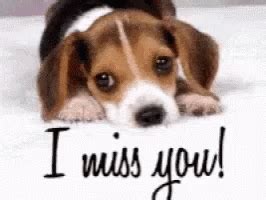 Puppy Sad GIF - Puppy Sad Eyes - Discover & Share GIFs