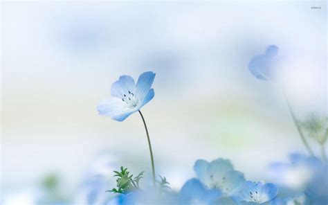 Blue and White Flower Wallpapers - Top Free Blue and White Flower ...