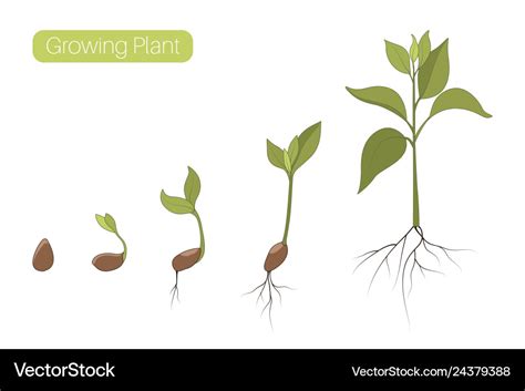 Stages Of Plant Growth Diagram