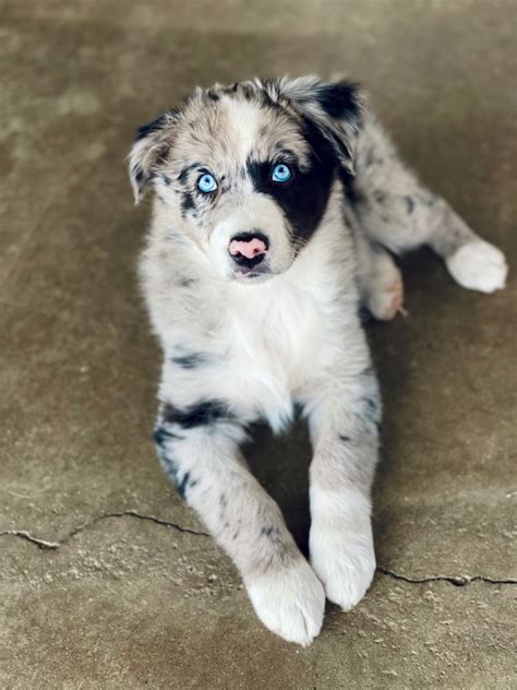 Blue Merle Australian Shepherd Puppies | Welsh Family Aussies