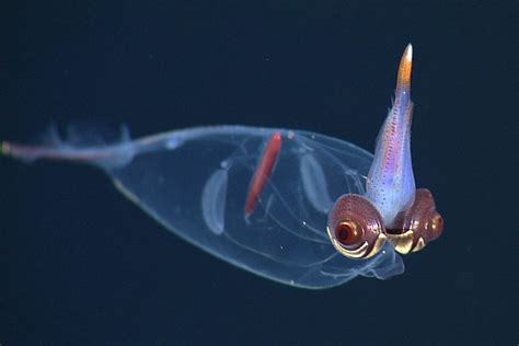 Weird Deep Sea Creatures