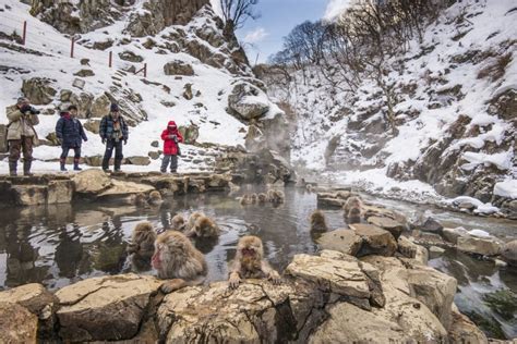 Nagano Snow Monkey Park Onsen - Ebba Neille