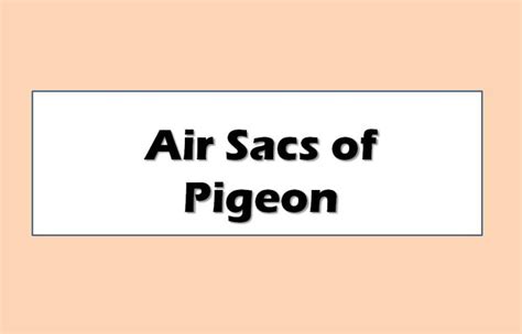 Digestive System of Columba livia | Pigeon | Diagram | Note