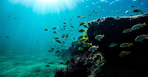 Best Maui Snorkeling Spots: 5 Places for an Underwater Journey