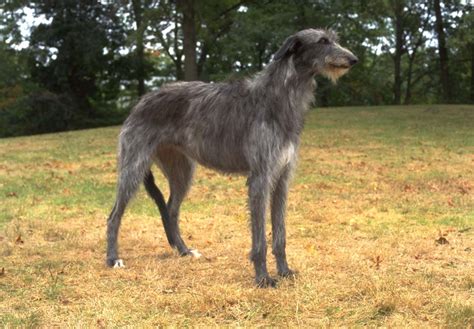 Scottish Deerhound Puppies For Sale - AKC PuppyFinder