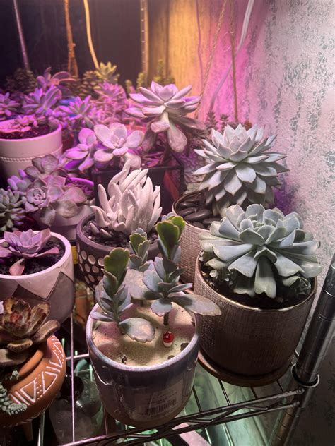 Updated grow lights! : r/succulents