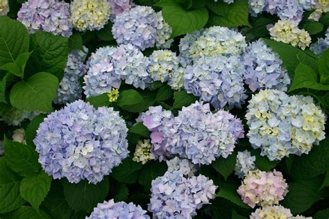 Hydrangea macrophylla 'Bailmer' | The Original Bigleaf Hydrangea ...