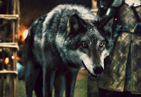 Direwolves | Game of Thrones Wiki | FANDOM powered by Wikia