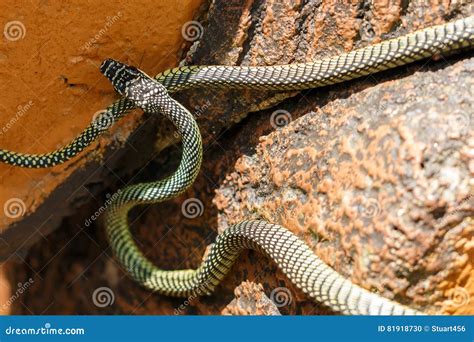 Paradise Tree Snake, Paradise Flying Snake On A Rope, Koh Adang Park ...