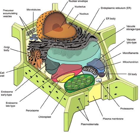 Plant Cell Diagram Diagram | Quizlet