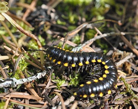 My Favorite Millipede « NORTHWEST WILDLIFE ONLINE