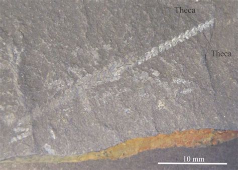 Graptolite morphology for sedimentologists - Geological Digressions