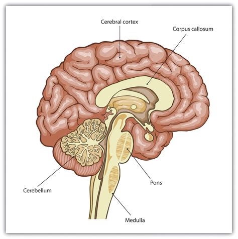 Cerebral Cortex Diagram Function Researchers Study The Link