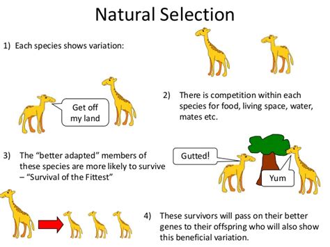 Natural Selection