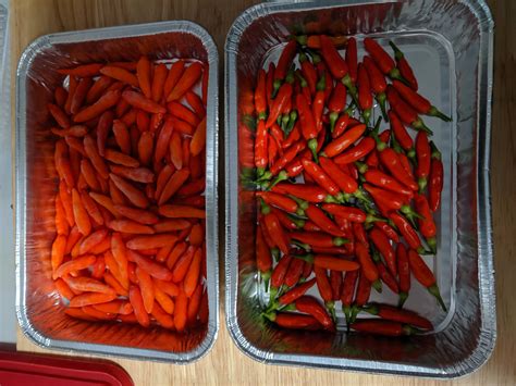 Final Tabasco Pepper Harvest - 220g of peppers from one plant : HotPeppers