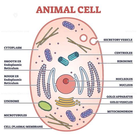 Animal cell with labeled anatomic structure parts diagram outline ...