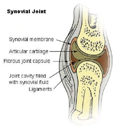 Hinge Joint | Types, Movement & Examples - Lesson | Study.com