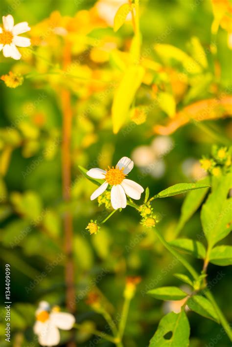 Grass flower causes the allergic symptoms Stock Photo | Adobe Stock