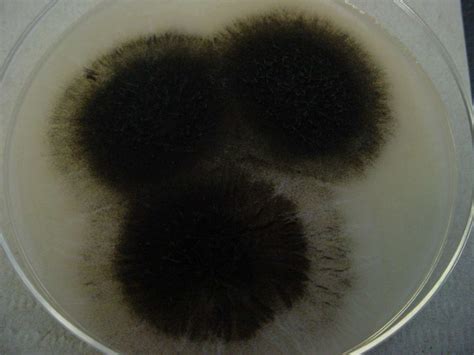 Black Mold - Mold Inspections & Testing by Informed Decisions