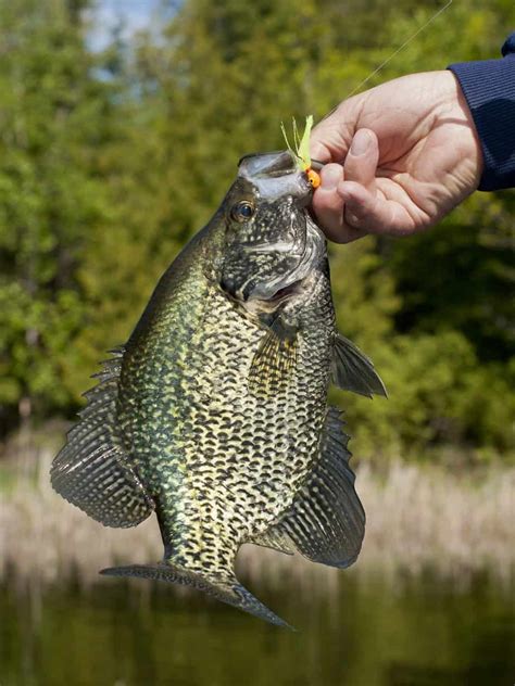 Best Crappie Lures of 2024: 16 Top Jigs, Spinners & Cranks