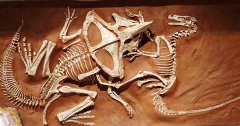 The fossil of a velociraptor was found with its sickle claw embedded in ...