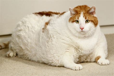 Real Overweight Animals