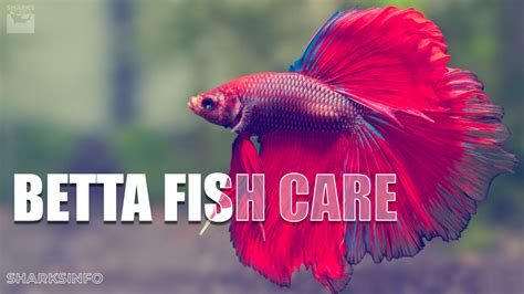 Betta Fish Care Guide – sharksinfo.com