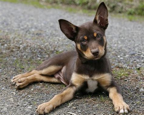 Australian Kelpie vs Labrador Retriever - Breed Comparison