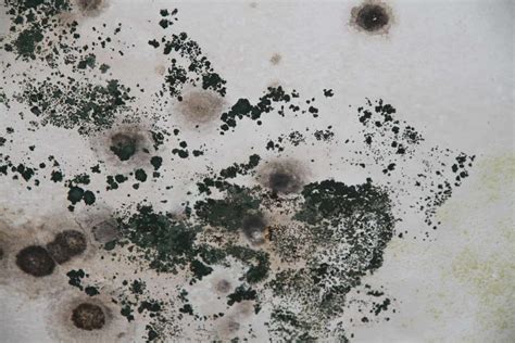 Black Mold Removal How Toxic Is Penicillium Mold