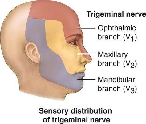 FIFTH CRANIAL NERVE-TRIGEMINAL NERVE