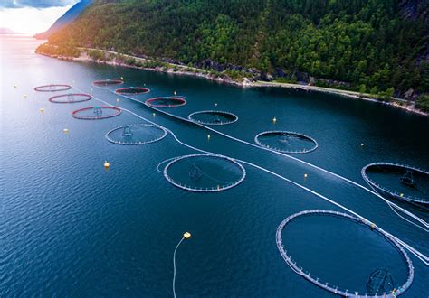 Fish Farming Environmental Impact| Giles Cadman Blog