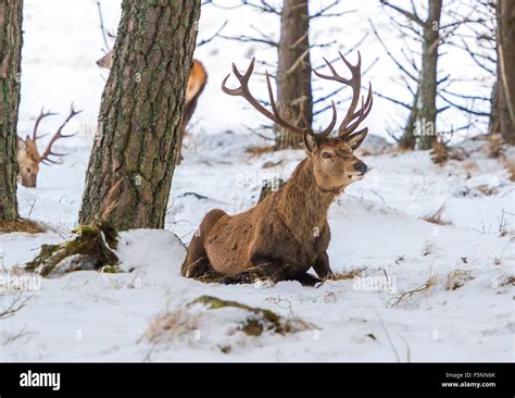 Red Deer in Scotland Stock Photo - Alamy