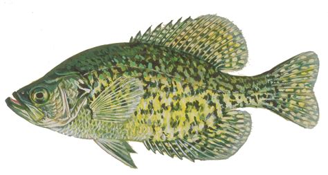 Crappie Fishing Tips - How To Catch Crappie Guide: Where, When & Time