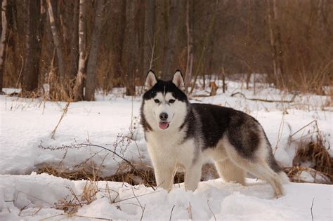 Husky In The Snow HD desktop wallpaper : Widescreen : High Definition ...