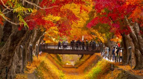 Chasing colours: Autumn leaves on a budget | Blog | Travel Japan (Japan ...