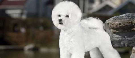 Bichon Frise Dog & Puppy Breed and Adoption Info | Petfinder