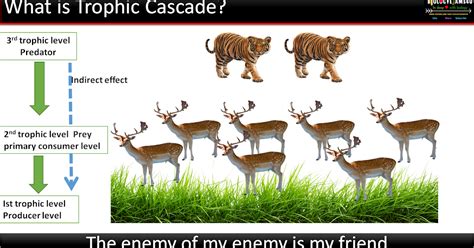 Definition of Trophic Cascade? Top down vs Bottom up Trophic Cascade ...