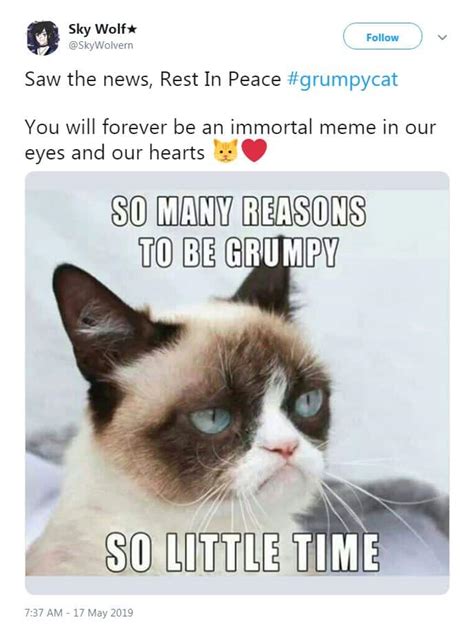 RIP Grumpy Cat: Looking back on her best memes | story | Kids News