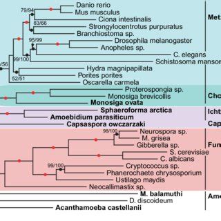 -Phylogeny of the opisthokonts based on concatenation of 110 ...