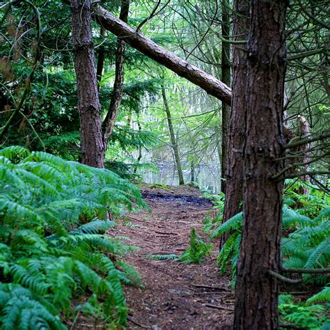 Delamere Forest [01/08/2015] - robertpoulson.com