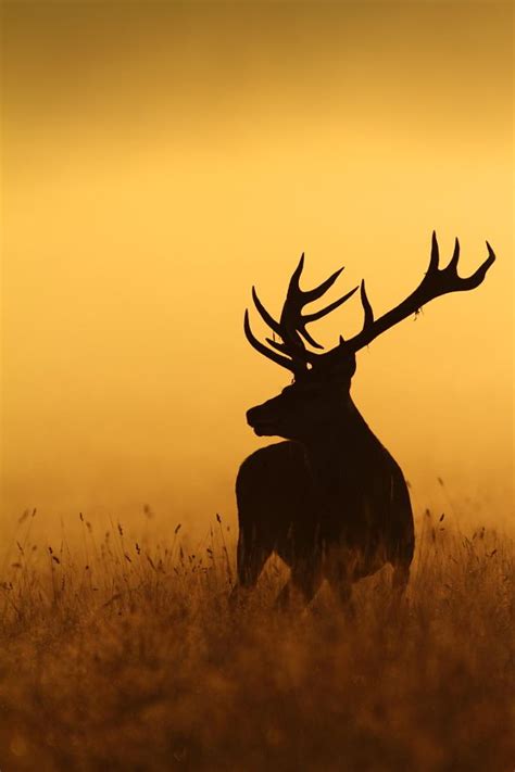 Silhouette Photography Animals