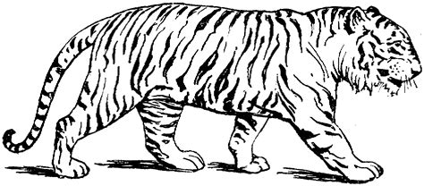 Drawing Pictures Of Tigers at GetDrawings | Free download