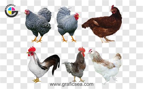 Different Breeds Of Hen PNG Images Pack Free Download | Graficsea