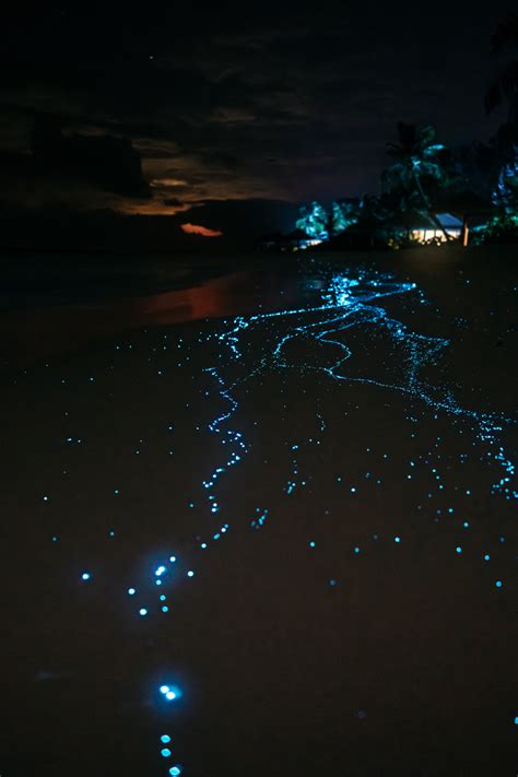 Travel Photography | Bioluminescence | Baa Atoll, Maldives | Alex Nichol