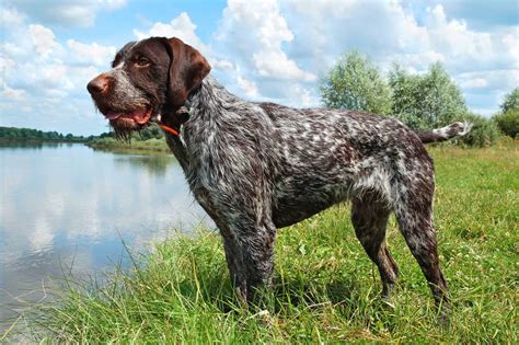 German Wirehaired Pointer was bred for hunting but is a good family dog